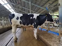 Cow, Holstein breed — photo 5