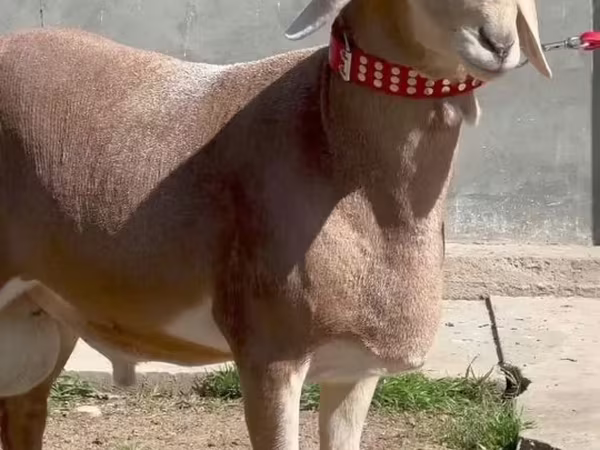 Beran, Ovce