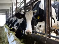 Bull, Holstein breed — photo 5