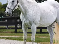 حصان, National Show Horse — الصورة 3