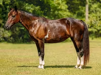 பெண் குதிரை, American paint horse — புகைப்படம் 2