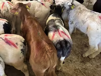 Toro, Ganado vacuno — foto 3