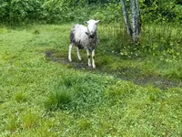 ஆண் ஆடு, Romanov sheep — புகைப்படம் 2