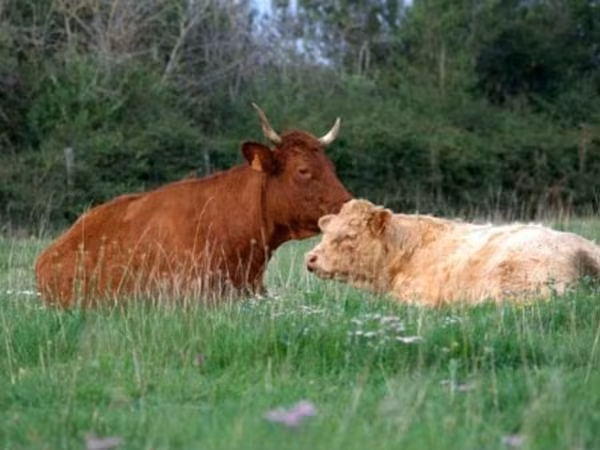 பசு, Salers cattle