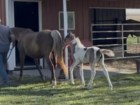 Klisna, Pinto horses — foto 6