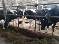 Krava, Swiss cattle — foto 1