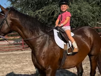 فرس, Quarter Horse — الصورة 1
