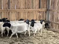 Widder, Precoce sheep — Foto 8