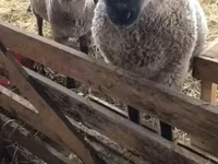 Ovce, Blackheaded Persian sheep — foto 1