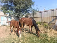 பெண் குதிரை, Thoroughbred horse — புகைப்படம் 4