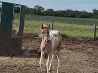 Klisna, Pinto horses — foto 8