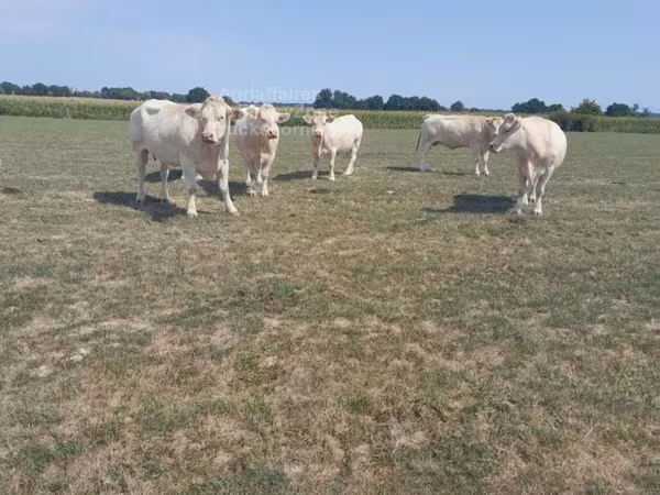 بقرة, Charolais cattle