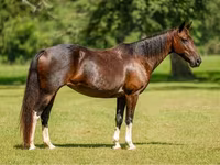 பெண் குதிரை, American paint horse — புகைப்படம் 1