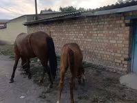 Yegua, Thoroughbred horse — foto 4