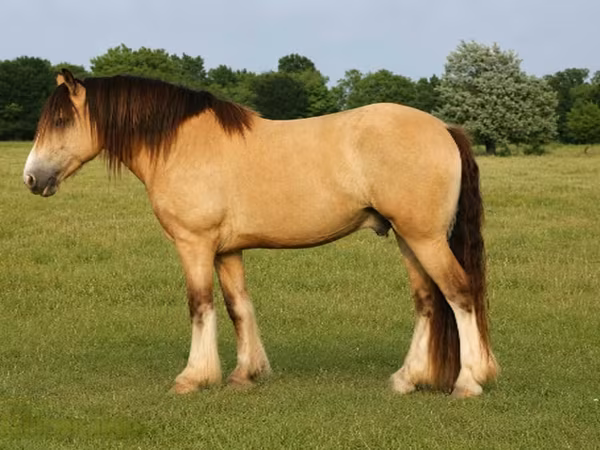 Kůň, Gypsy horse