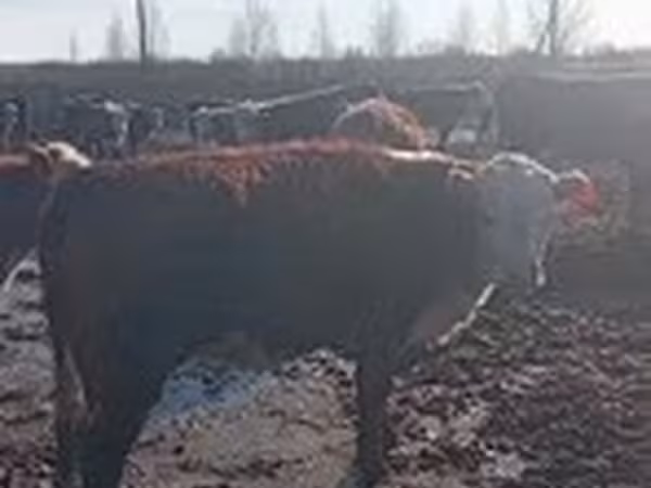 Hereford