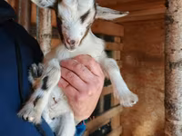 Goat, Australian Miniature goats — photo 1