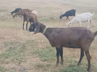 Koza, Nubian Goat — foto 4