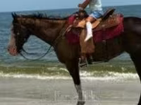 Yegua, American paint horse — foto 7