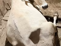 Vaca, Ukrainian Brown Dairy Cattle — foto 1
