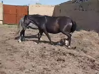 பெண் குதிரை, Horse breed — புகைப்படம் 3