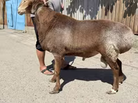 ஆண் ஆடு, Arashan sheep — புகைப்படம் 2