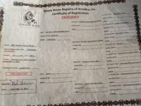 Кобыла, Лошади — фото 5