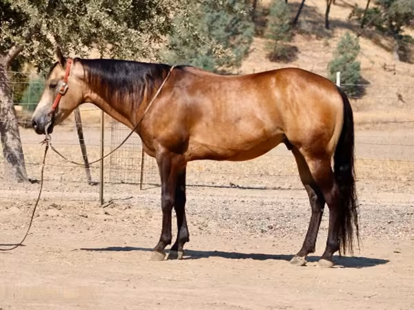 Kůň, Quarter Horse