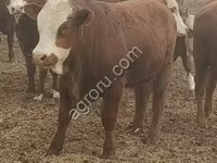 ثور, سلالة كالميك — الصورة 2
