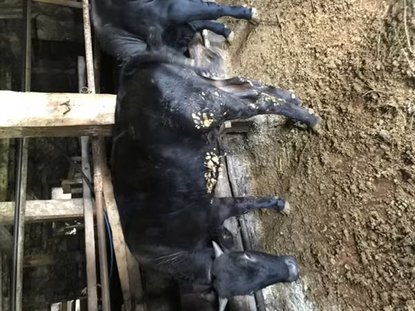 ثور, Simmental cattle