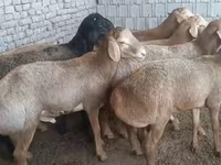 كبش, Edilbay sheep — الصورة 1