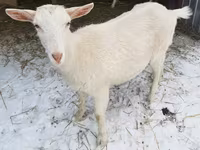 Ziege, Saanen goat — Foto 2
