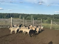 كبش, Edilbay sheep — الصورة 2