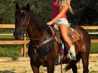 فرس, Quarter Horse — الصورة 8