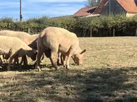 Widder, Charollais sheep — Foto 2