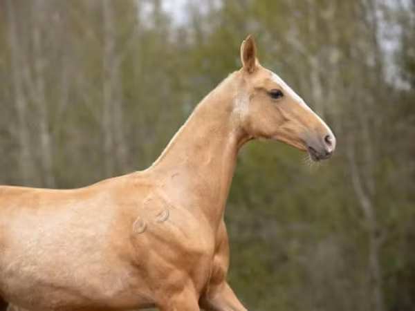 Kůň, Akhal-Teke