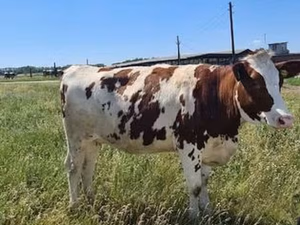Deense rode koe