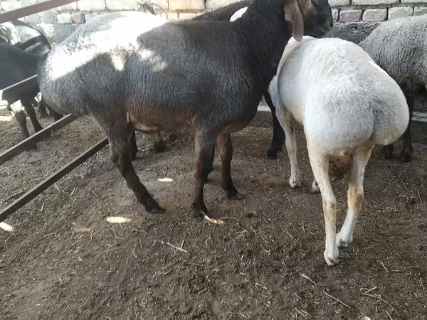 मेढ़ा, भेड़