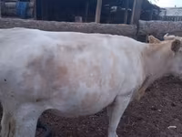 गाय, गोलस्टीन नस्ल — फ़ोटो 8