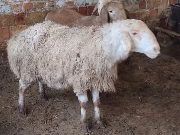Ovce, West-Siberian mutton sheep
