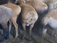 Sheep, Tian-Shan semifinewool sheep — photo 2