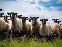 Widder, Romanov sheep — Foto 2
