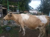 Kuh, Simmental cattle — Foto 2