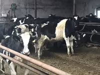 Bulle, Russian Black pied cattle — Foto 4