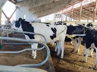 Bull, Holstein breed — photo 3