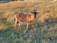 母山羊, Alpine goat — 照片 2