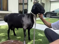 Beran, Rhon sheep — foto 3