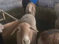 Sheep, Tian-Shan semifinewool sheep — photo 2