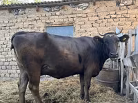 Kuh, Swiss cattle — Foto 2