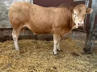 Býk, Blonde d’Aquitane cattle — foto 1